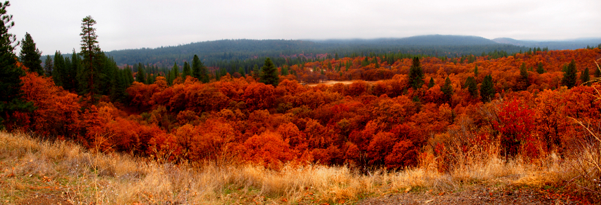 [Forest of red-orangish leafed oaks with a few evergreen trees sticking up among them.]